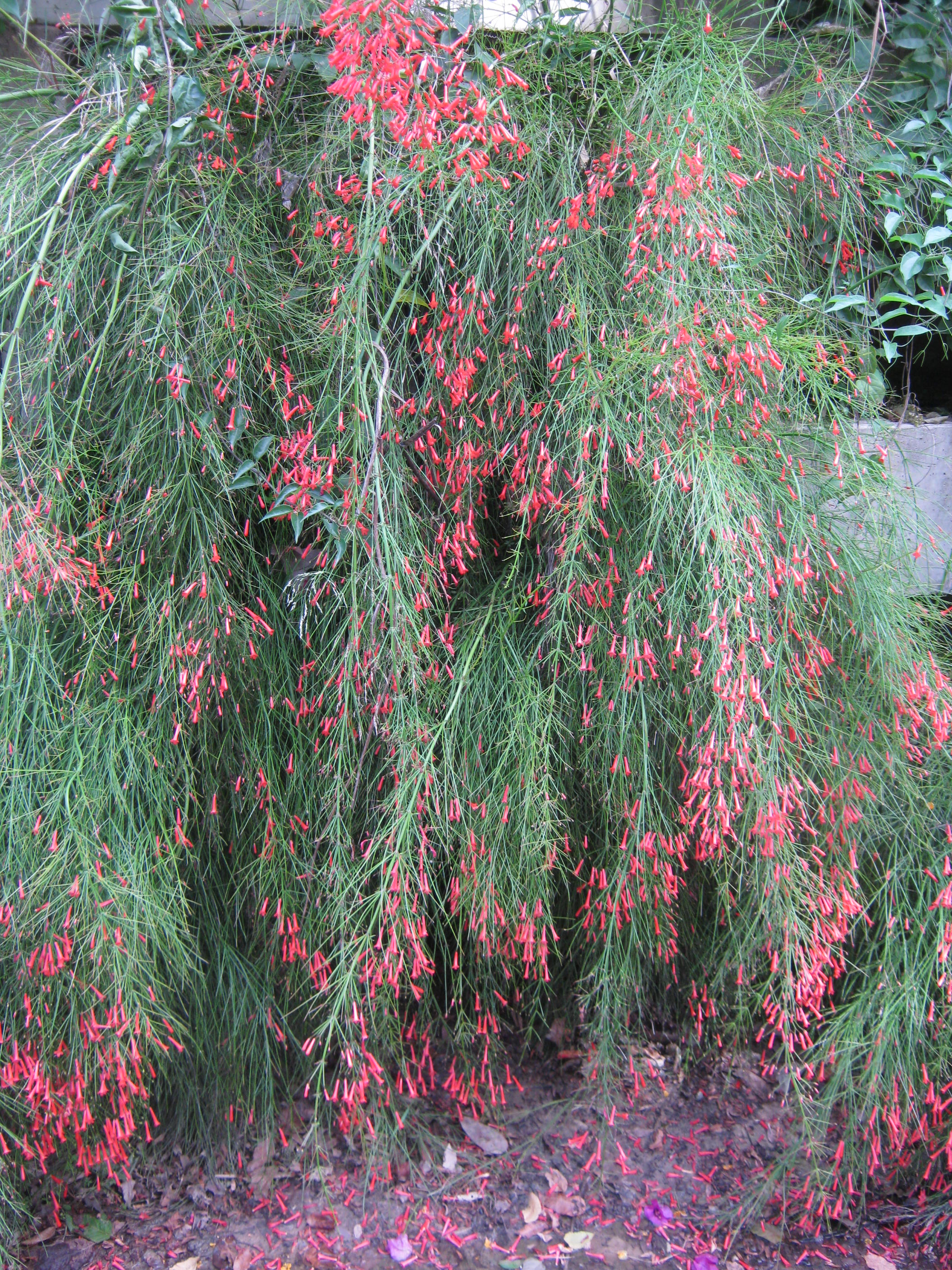 hanging red flowers – Scribbler in Seville